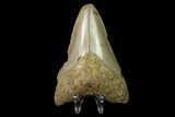 Fossil Megalodon Tooth - North Carolina #130075-2